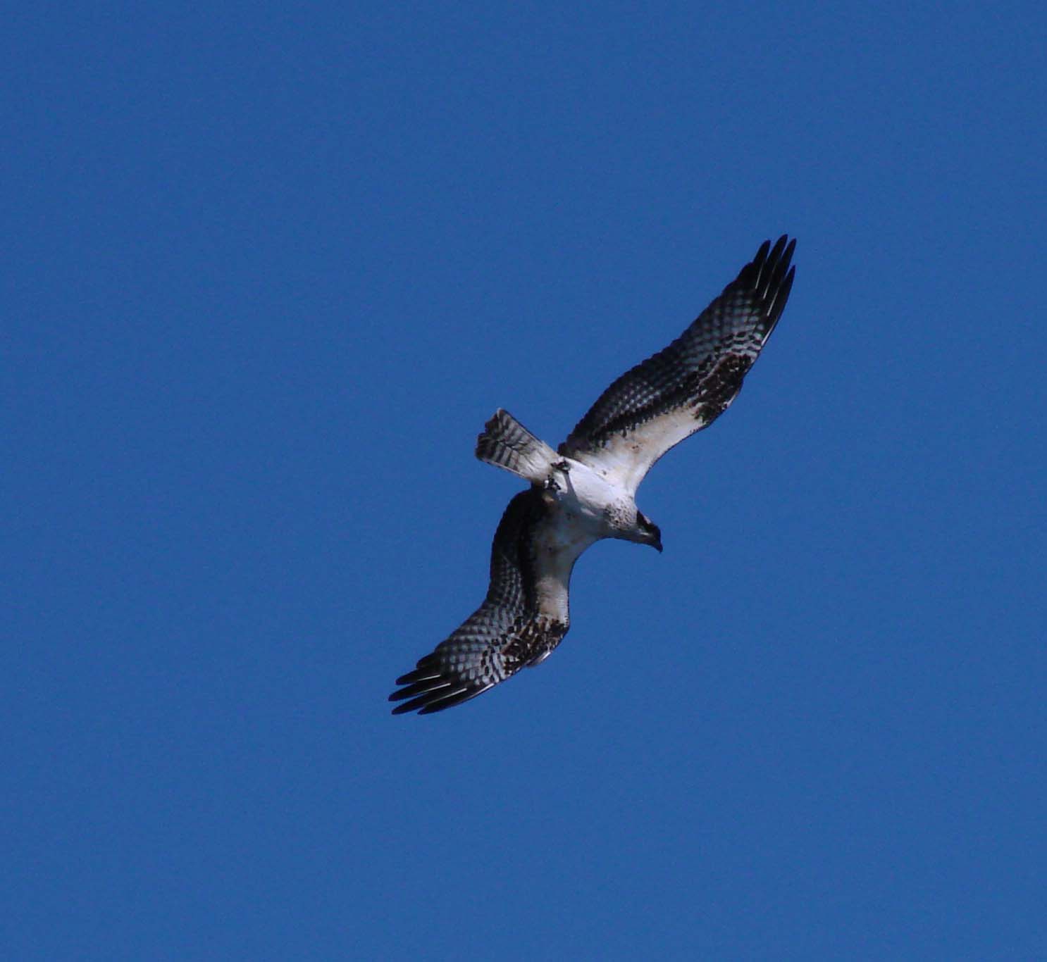 Osprey Flight